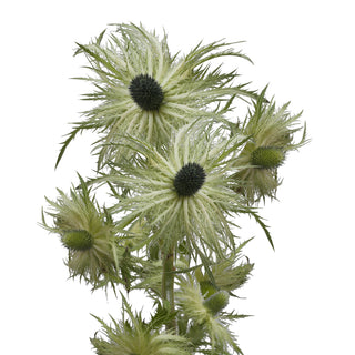 Eryngium filler flower