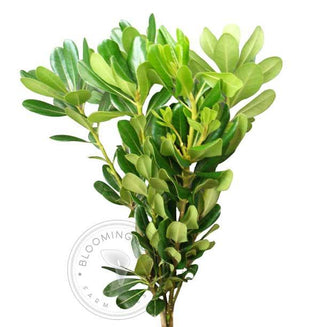 Pittosporum greenery