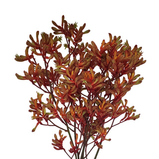 Orange kangaroo paw filler flower