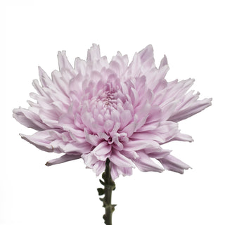 Lavender natural football mum flower