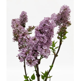 Lilac filler flower