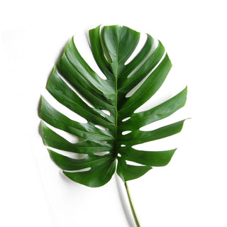 Tropical leaf monstera
