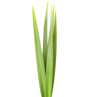 Natural green flax