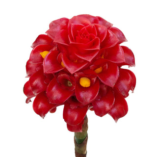 Night torch tropical flower red