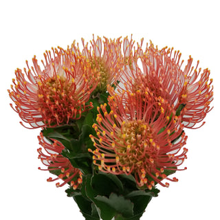 Orange pin cushion proteas flower