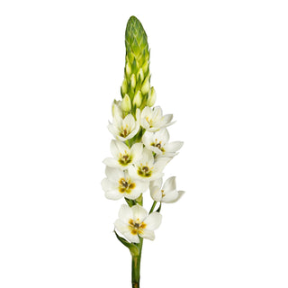 Ornithogalum filler flower