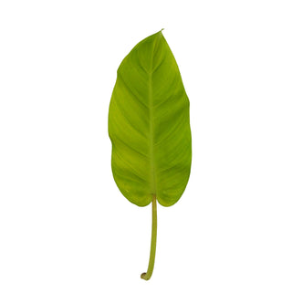 Lemon philodendron leaf