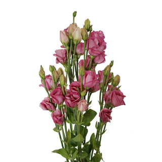 Pink petite lisianthus filler flower 