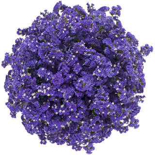 Purple statice filler flower