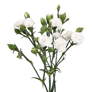 White rafines filler flower