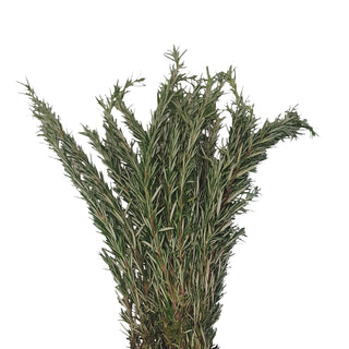 Rosemary fresh greenery