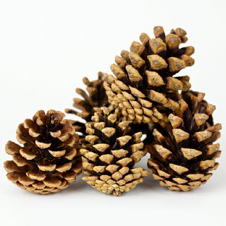 Pine Cones