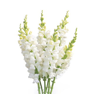 Snapdragon