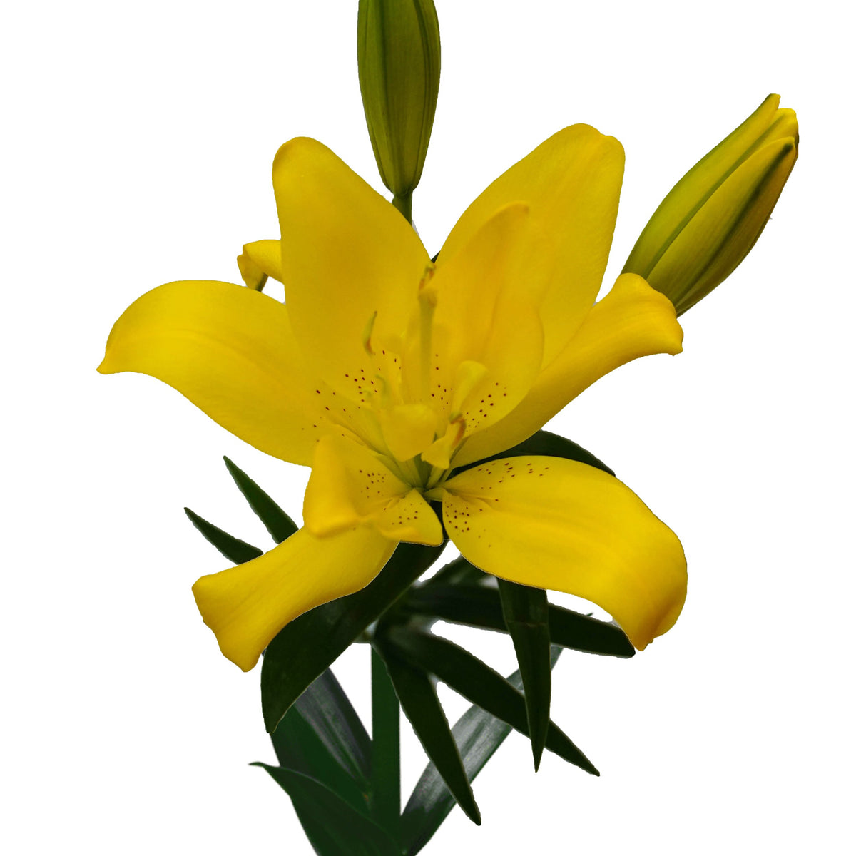 Buy Wholesale Lilies Oriental Lilies Asiatic Lilies Free Shipping