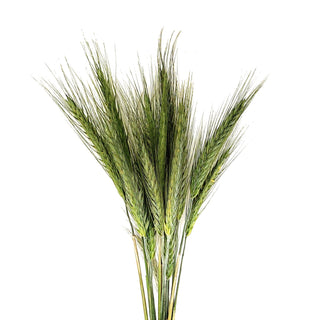 Wheat filler flower green