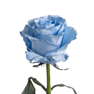 Light blue painted roses