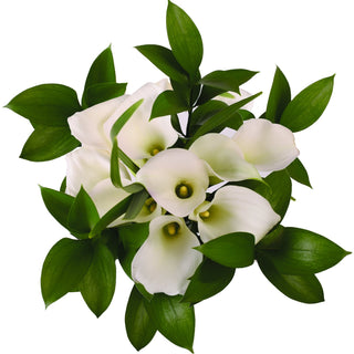 White mini calla lilies flower bouquet