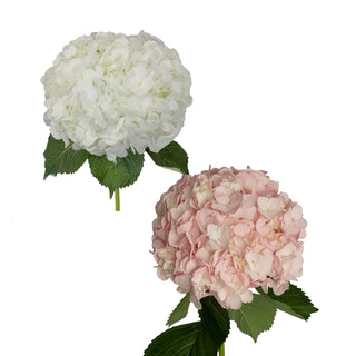 White and light pink painted hydrangeas for easter celebration