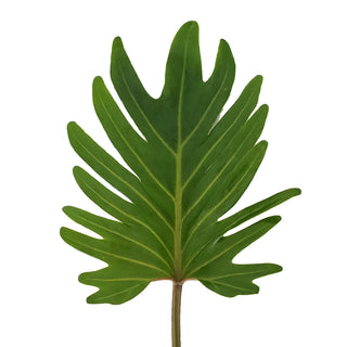 Xanadu green leaf