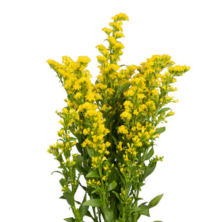 yellow solidago filler flower