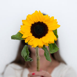 Natural yellow sunflowers