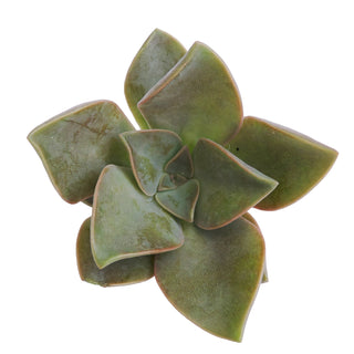 Succulent cuttings - Grower's Choice Assortment