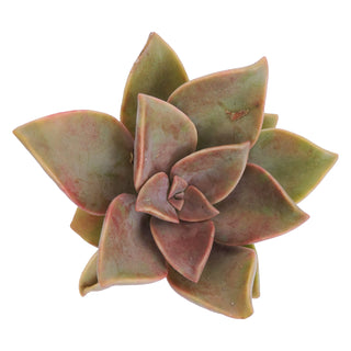 Succulent cuttings - Grower's Choice Assortment