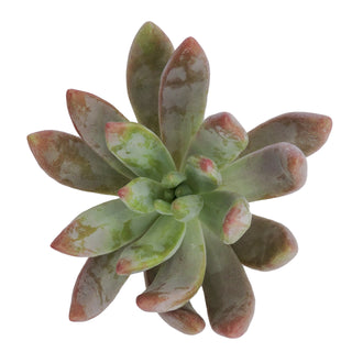 Succulent cuttings - Grower's Choice Assortment