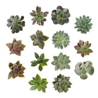 Succulent cuttings - Grower's Choice Assortment