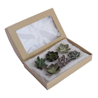 Succulent - Mini Box - Grower's Choice Assortment