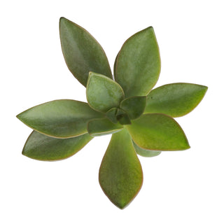 Succulent cuttings - Grower's Choice Assortment