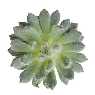 Succulent cuttings - Grower's Choice Assortment