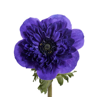 Anemones Levante Blue