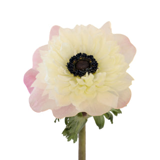 Anemones Levante Blush