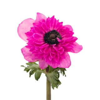 Anemones Levante Hot Pink