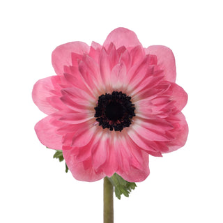 Anemones Levante Pink
