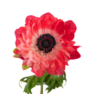 Anemones Levante Red