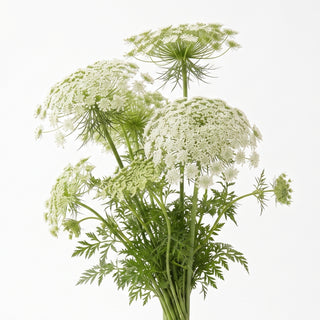 Ammi Majus / Queen Anne's Lace