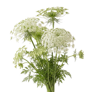 Ammi Majus / Queen Anne's Lace