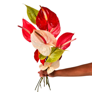 Anthurium Assorted Large Green flowers - fresh-cut flowers by Bloomingmore - ideal for weddings and floral events