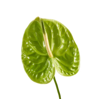 Anthurium green
