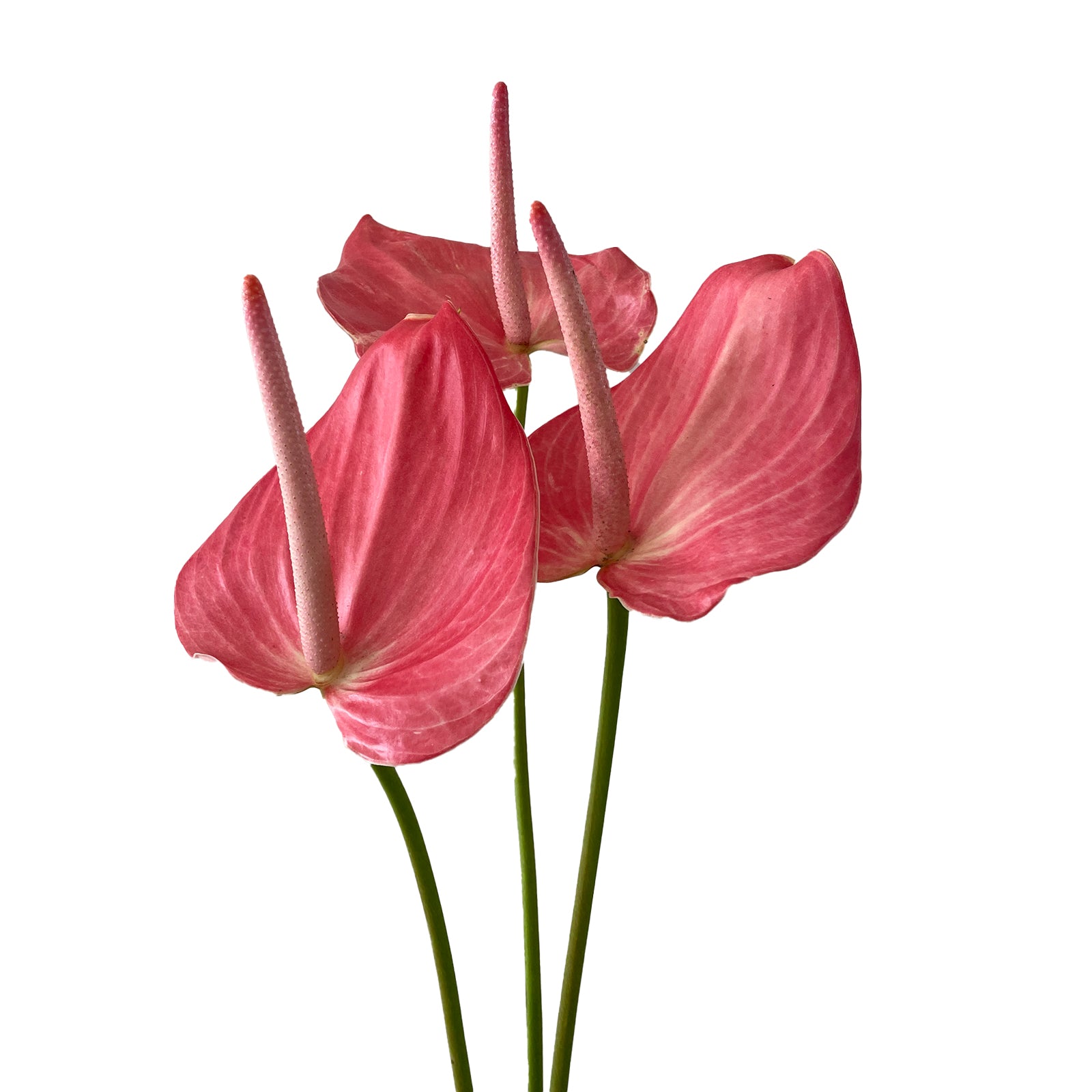 anthurium rosa Anthurium Pink Large