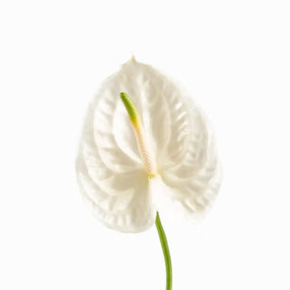 Anthurium white