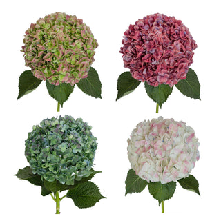 Antique_Assorted_Natural_Jumbo_Hydrangeas