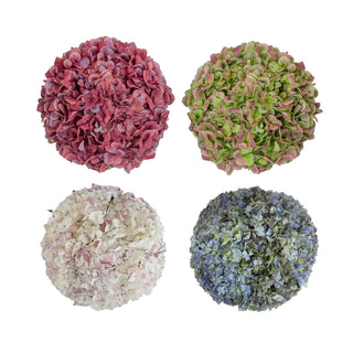 Antique assorted Hydrangea