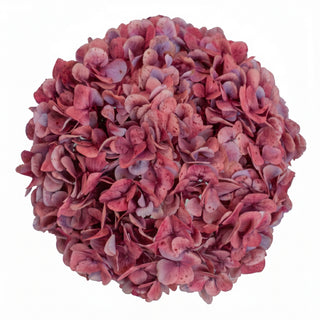 Antique_Red_Natural_Jumbo_Hydrangeas