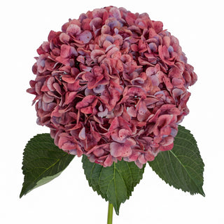 Antique_Red_Natural_Jumbo_Hydrangeas_B