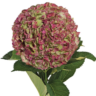hydrangea antique red base green
