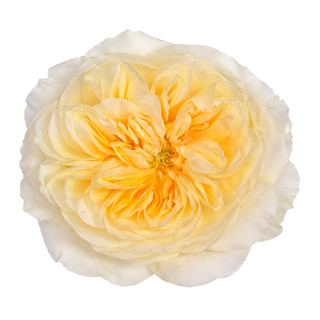 Close-up yellow and white antonio garden rose on a white background