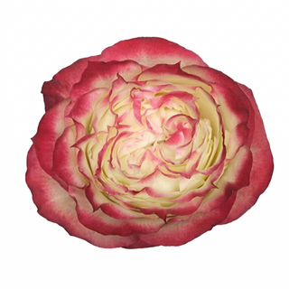 Close-up of a pink and white cream apple jack garden rose on a white background